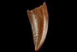 Serrated, Raptor Tooth - Real Dinosaur Tooth #130344-1